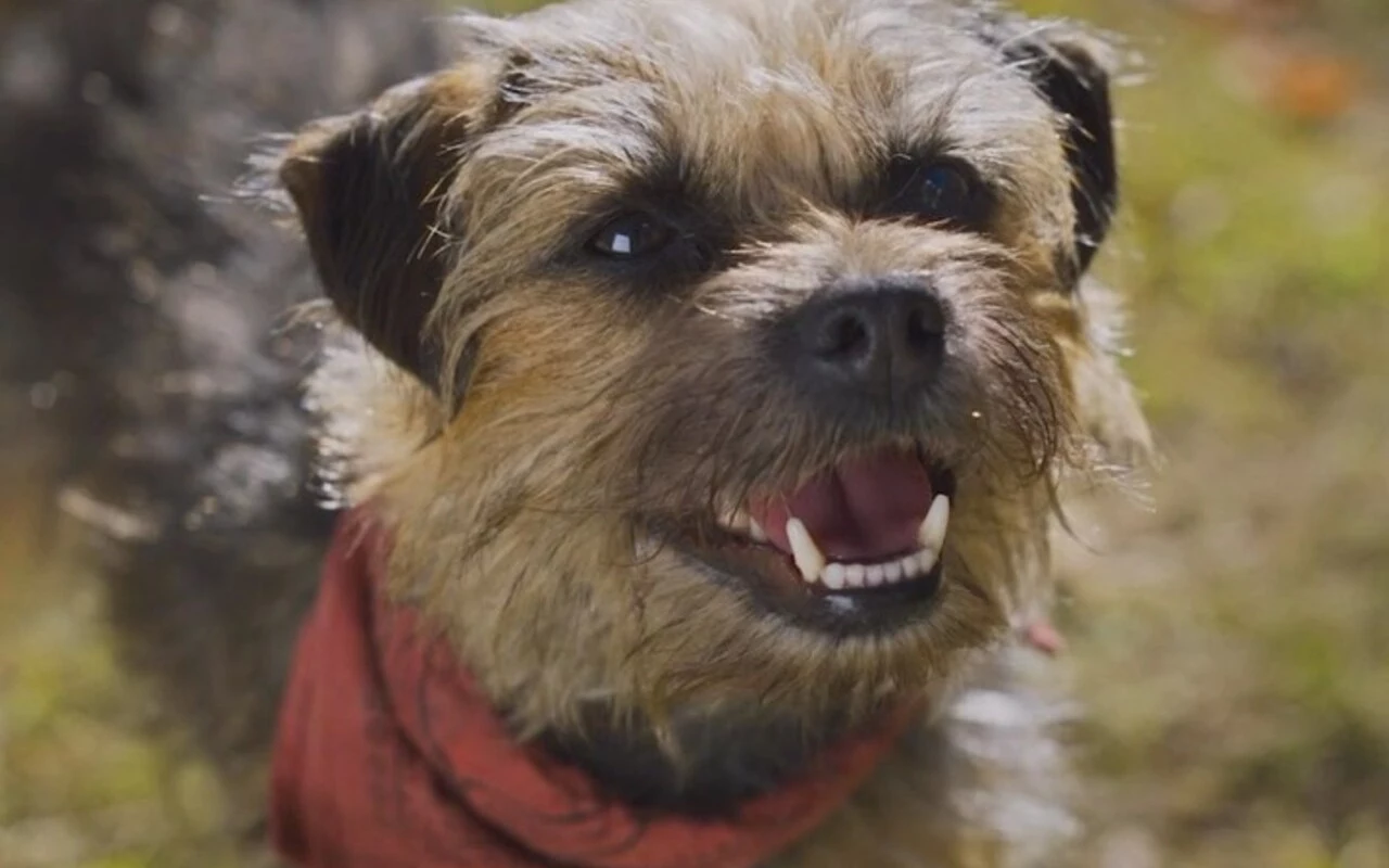 'Strays' Director Uses Real Dogs for Almost Every Scene in Live-Action Canine Movie
