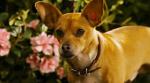 New Clip of 'Beverly Hills Chihuahua 2' Features Bank Robbery