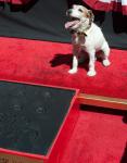 'The Artist' Dog Uggie Leaves His Paw Print in Hollywood Before Retiring