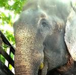 Raju the Elephant's Heart-Wrenching Story Made Into Feature Film