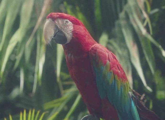 Watch This Parrot Preview Calvin Harris' Star-Studded New Album