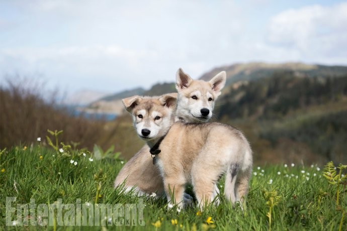Starz's 'Outlander' Finds Its Rollo. Meet the Cute Puppies!