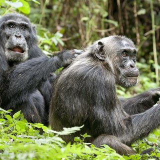 Chimpanzee Picture 17