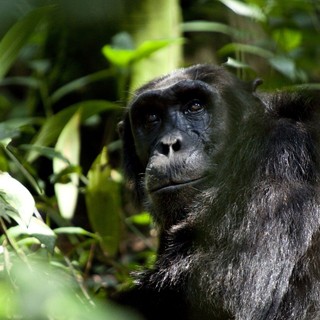 Chimpanzee Picture 6