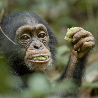 Chimpanzee Picture 11