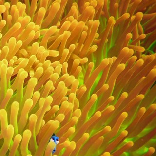 Finding Dory Picture 3