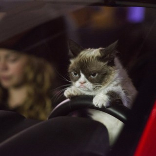 Grumpy Cat from Lifetime's Grumpy Cat's Worst Christmas Ever (2014)