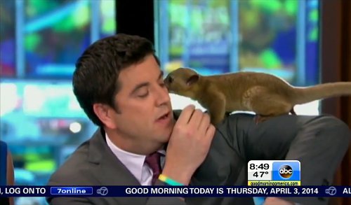 Video: 'Good Morning America' Looks Back on Josh Elliott's Best Moments