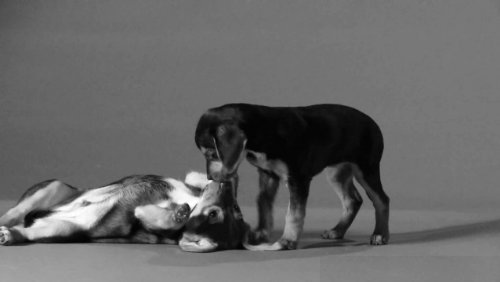 Jimmy Fallon Parodies 'First Kiss' Video With Kittens and Puppies