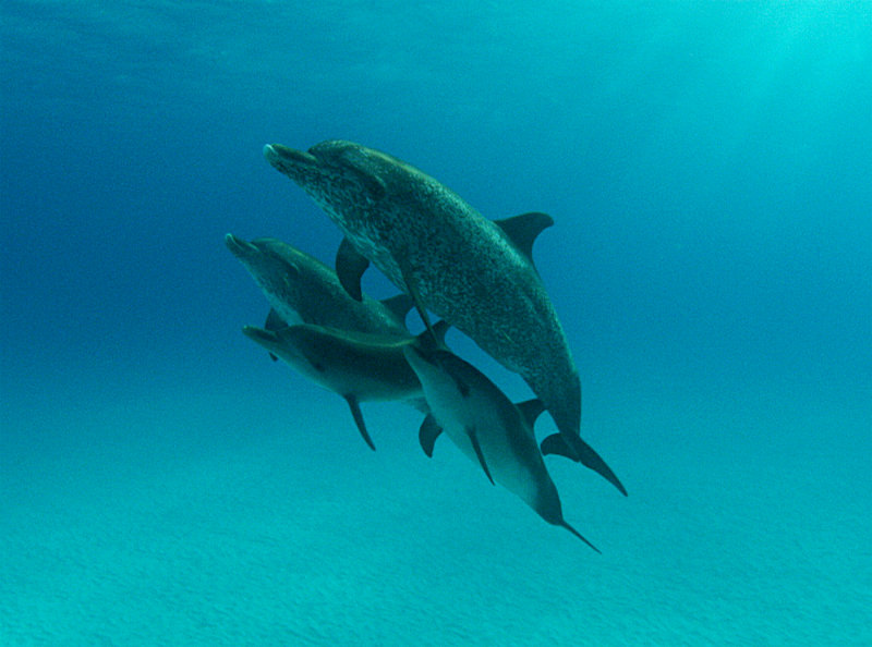 'The Cove' Filmmakers Come Under Fire From Japanese Authorities