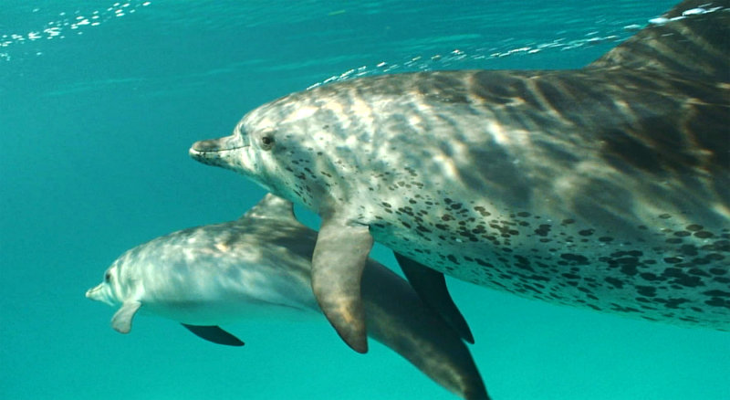 The Cove's Activists Took Part in Whale Sting at California Eatery