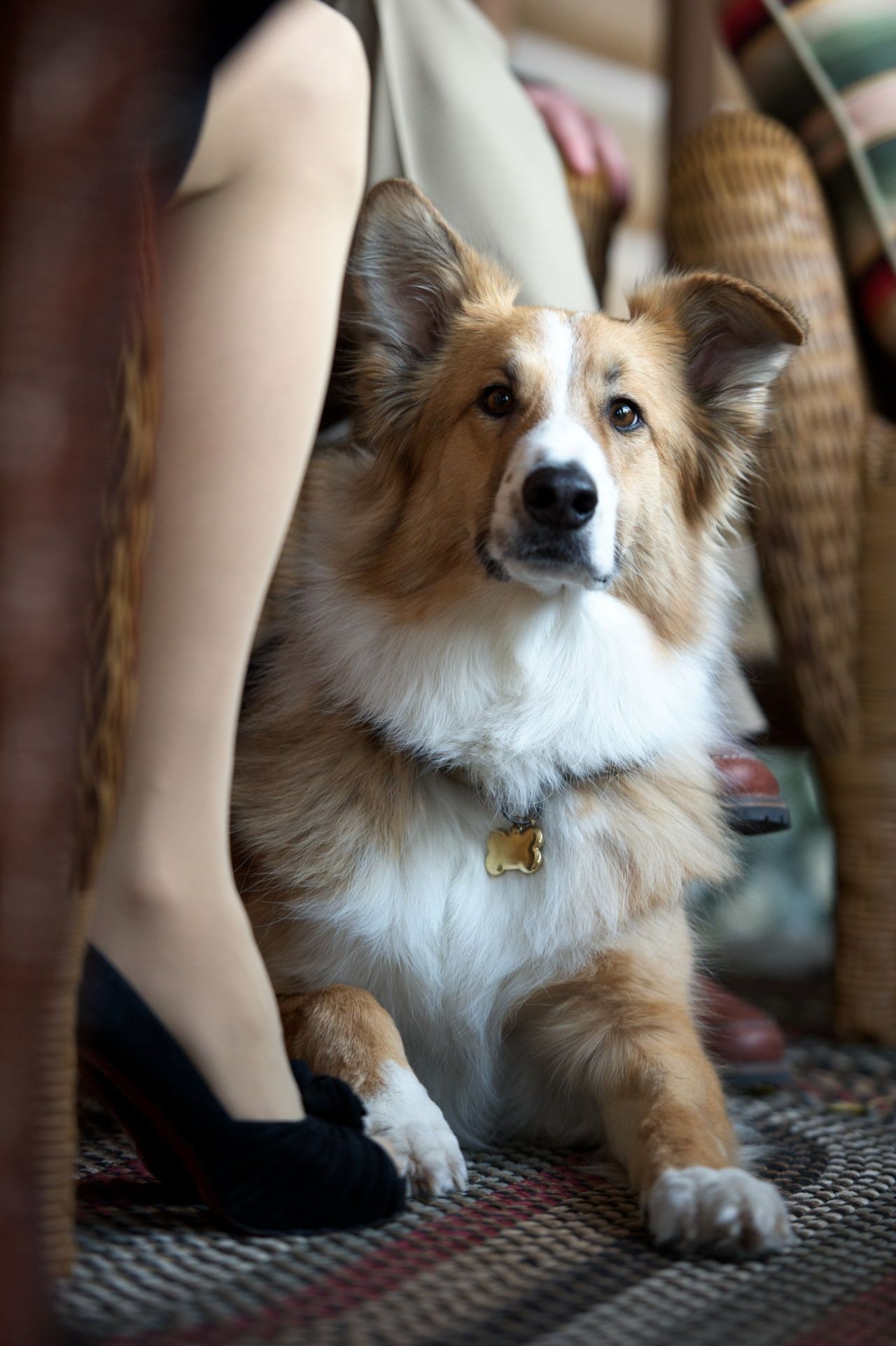 Lost Dog Could Unite Family in First 'Darling Companion' Trailer