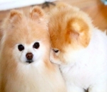 Snugly Puppies