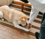 Potty Training an Adult Dog in an Apartment: Real Tips