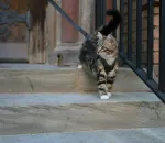 How to Clicker Train Your Cat Without Losing Your Mind