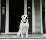Why Your Dog Panics When You Leave—And How to Fix It