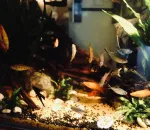 What Size Fish Tank Works Best for Community Fish?