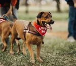 What No One Tells You About Adopting a Rescue Animal