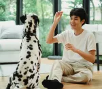 Dog Training Basics at Home: Real Tips That Actually Work