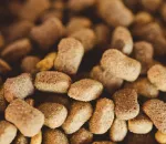 Grain-Free Dog Food and Heart Disease: What the Research Says