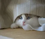 Cat Hiding and Not Eating? What Your Kitty Is Telling You
