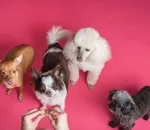 High-Value Dog Treats That Beat Any Distraction