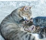 Introducing a New Cat to Your Resident Cat Without the Chaos