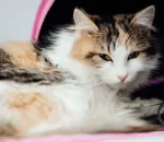 Feline UTI Symptoms: When Your Cats Litter Box Habits Change