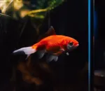 How to Set Up a Low-Tech Planted Aquarium for Beginners
