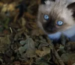 How to Litter Train a Kitten Fast (Without the Mess)