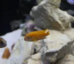 How to Lower Nitrates in an Established Aquarium