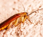 How to Keep Pests Out of Your Augusta Home This Fall