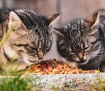 How to Switch Your Cats Food Without the Messy Aftermath