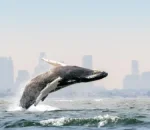 Blue Planet III Embraces Cloudier Footage to Combat AI Doubts and Prove Authenticity