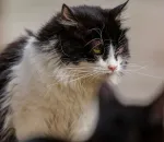 The Best Diet for Senior Cats With Kidney Disease