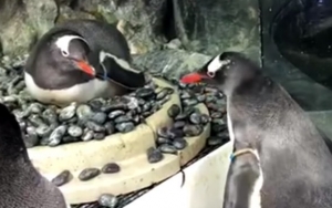 Gay Penguins in Sydney Raise a Chick as Foster Parents