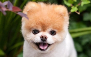 Remembering Boo, 'World's Cutest Dog,' Who Dies at 12 - See the Cutest Pics