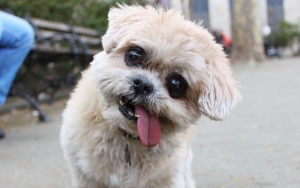 Marnie the Dog Dies Peacefully at the Age of 18