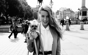 Amber Heard Dog Smuggling Case Reopens in Australia