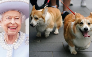 Queen Elizabeth 'Missed' By Her Corgis as They Are Aware of Her Death