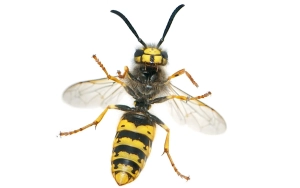Everything You Need to Know About Yellowjackets: Identification, Behavior, and Control