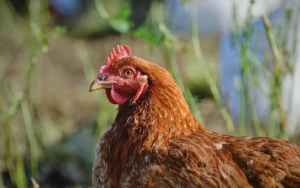 Chicken Run: Eggstraction Game Hatches 25 Years After First Film