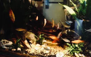 What Size Fish Tank Works Best for Community Fish?