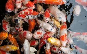 Why Is My Fish Gasping at the Surface? 5 Urgent Causes