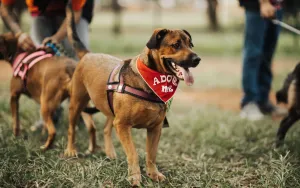 What No One Tells You About Adopting a Rescue Animal