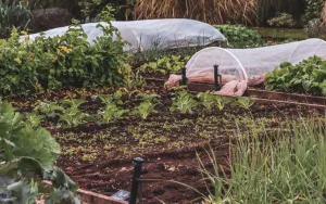 Build a Raised Garden Bed with Wood (No Experience Needed)