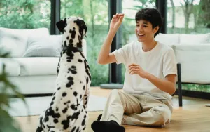 Dog Training Basics at Home: Real Tips That Actually Work