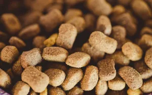 Grain-Free Dog Food and Heart Disease: What the Research Says