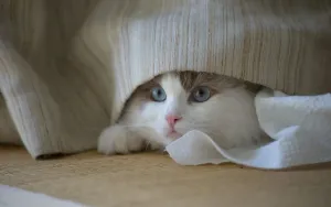 Cat Hiding and Not Eating? What Your Kitty Is Telling You