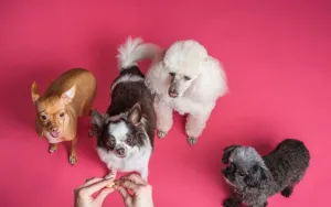 High-Value Dog Treats That Beat Any Distraction
